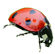 ladybug